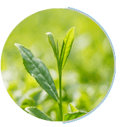 Green tea extract