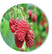Raspberry extract