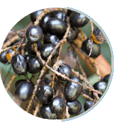 Saw Palmetto extract